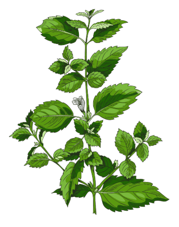 Botanical illustration